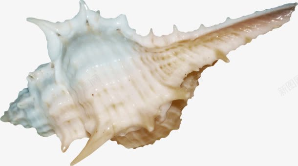 大型海螺实物png免抠素材_88icon https://88icon.com 大型 实物 海螺