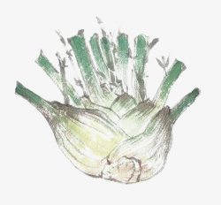 有机芹菜芹菜头高清图片