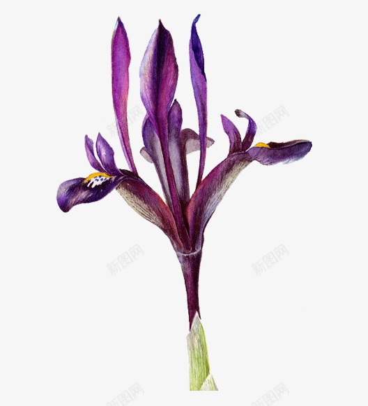 紫色花蕊psd免抠素材_88icon https://88icon.com 紫色花 紫色花蕊 装饰花