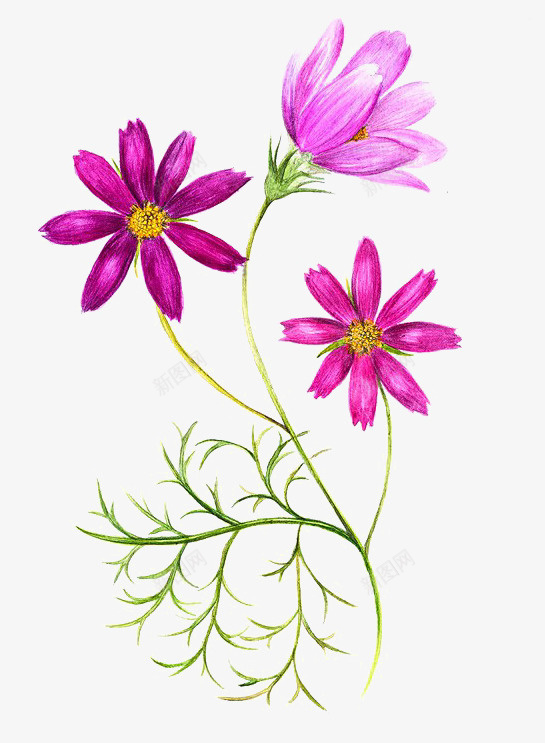 水彩手绘花卉图案png免抠素材_88icon https://88icon.com 手绘 水彩 花卉图案