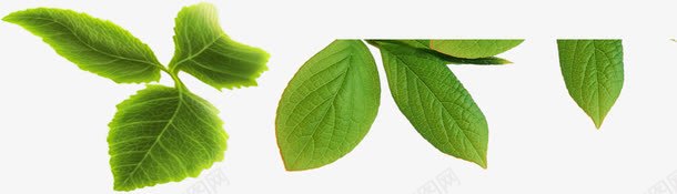 绿叶边框叶子png免抠素材_88icon https://88icon.com 叶子 地球 环保 环境 绿色