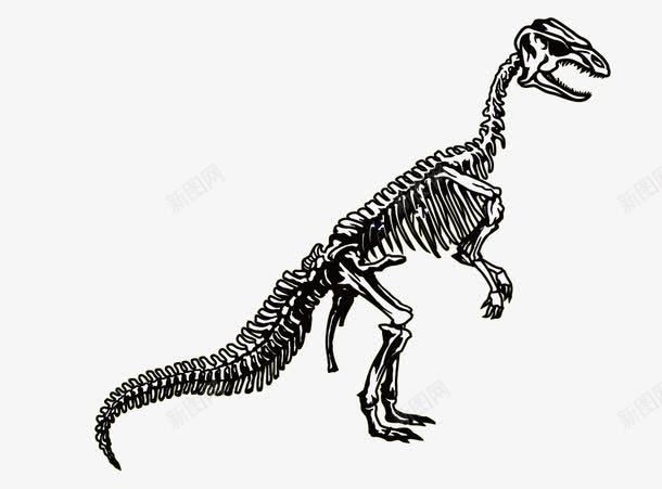 霸王龙化石png免抠素材_88icon https://88icon.com 侏罗纪化石 恐龙化石 霸王龙 食肉性恐龙