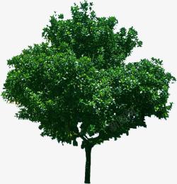 绿树配名植物素材