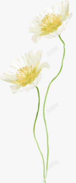 创意教师节植物花朵白色效果素材