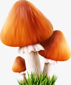 真菌蘑菇素材