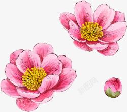 手绘水彩粉色花朵植物素材