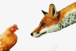 狐狸吃鸡图案素材