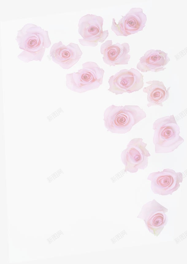粉色玫瑰浪漫婚礼海报png免抠素材_88icon https://88icon.com 图片 婚礼 浪漫 海报 玫瑰 粉色