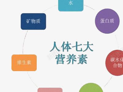 淘宝装饰图标人体七大营养素图标图标