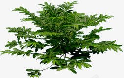 春天绿色清新植物png免抠素材_88icon https://88icon.com 春天 植物 清新 绿色