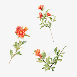 水彩手绘植物花卉图素材