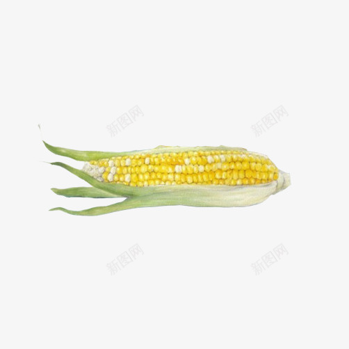 玉米写实手绘png免抠素材_88icon https://88icon.com 庄稼 彩色图 手绘 植物 玉米 黄色