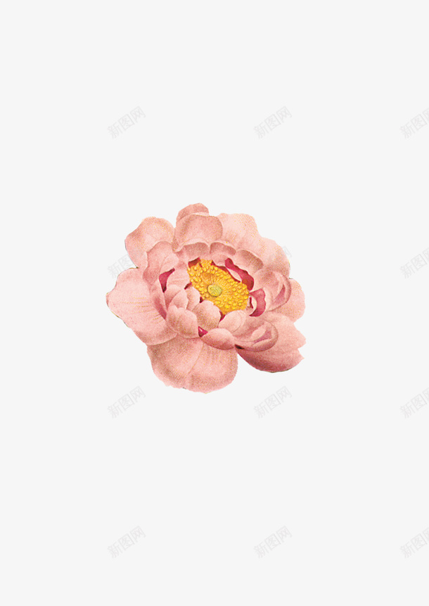 花朵手绘鲜花png免抠素材_88icon https://88icon.com 手绘鲜花 时尚花朵 水彩花朵 花朵边框