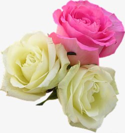 粉黄色清新玫瑰花朵素材