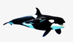 鍙嶆淳浜虹墿最萌的动物之虎鲸高清图片