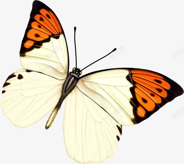 手绘黄白色斑点蝴蝶png免抠素材_88icon https://88icon.com 斑点 蝴蝶 黄白色