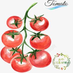 小番茄西红柿素材