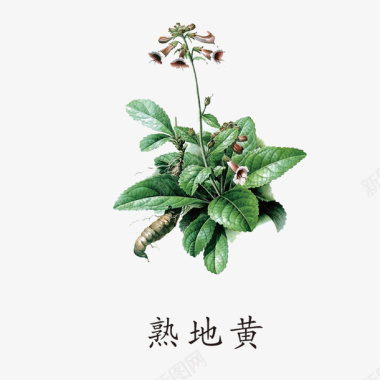 中国风草药药材熟地黄图标图标
