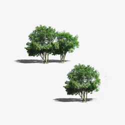 景观鸟瞰树素材