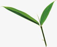 叶子竹叶绿叶装饰png免抠素材_88icon https://88icon.com 叶子 竹叶 绿叶 装饰