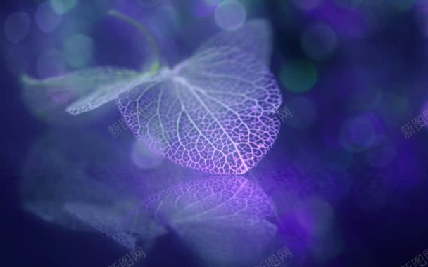 紫色半透明树叶脉络背景