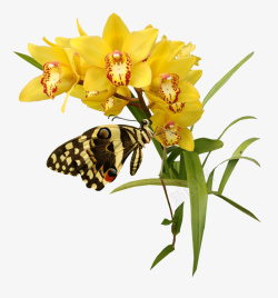 超唯美黄色花朵蝴蝶素材