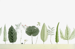 水彩手绘植物叶子素材