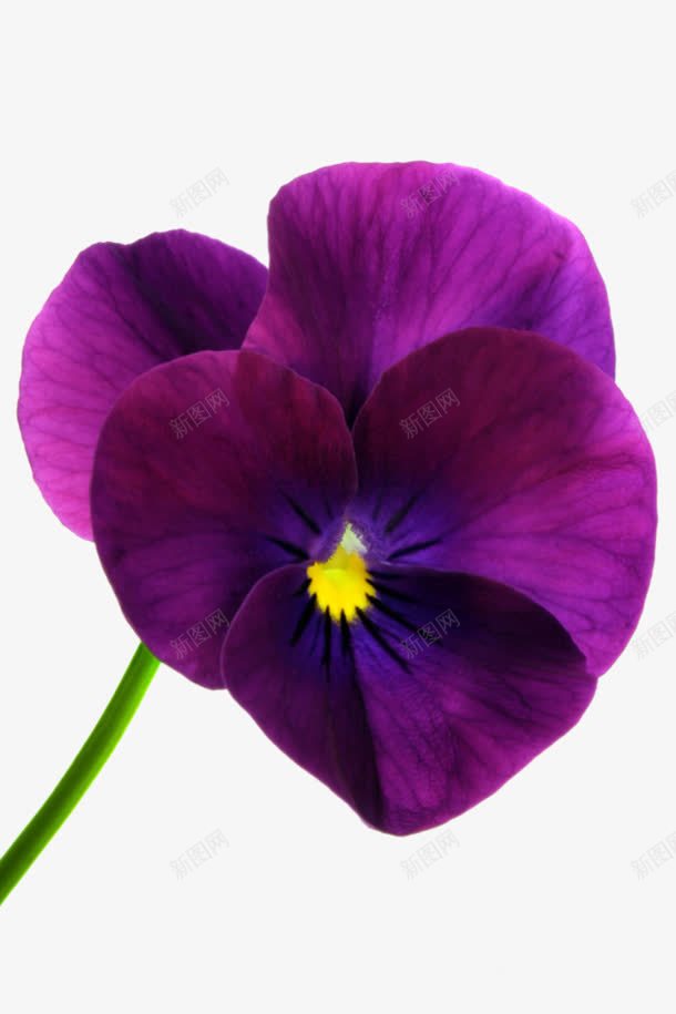 紫色花朵花卉摄影png免抠素材_88icon https://88icon.com 摄影 紫色 花卉 花朵