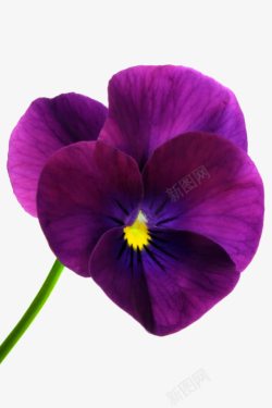 紫色花朵花卉摄影素材