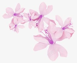 紫色小花瓣素材