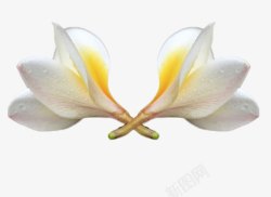 娇艳的花朵素材