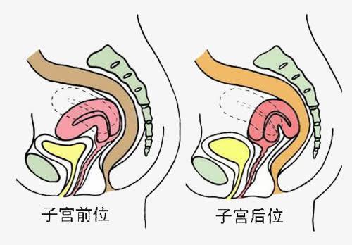 子宫前后位png免抠素材_88icon https://88icon.com 医学 子宫 生理 示意图 装饰