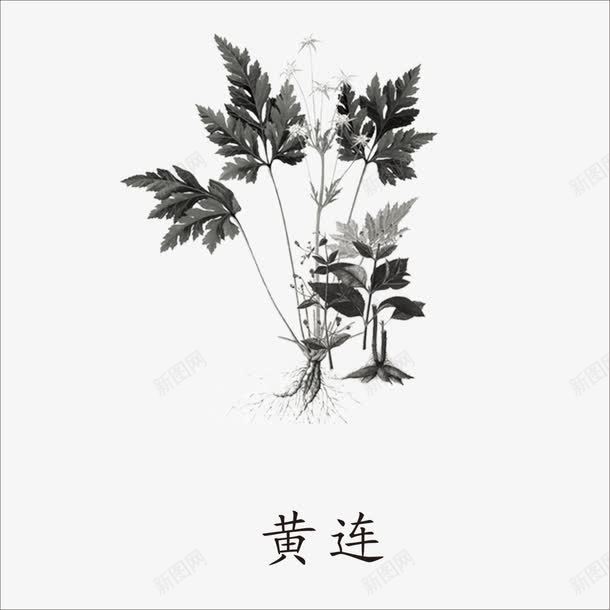 黄连png免抠素材_88icon https://88icon.com 中药 本草纲目 草药 药材