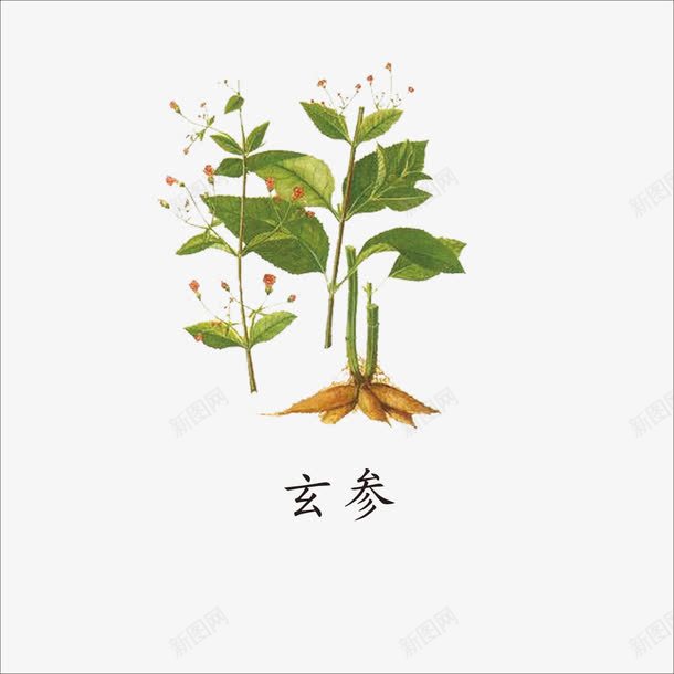 玄参png免抠素材_88icon https://88icon.com 中药 本草纲目 草药 药材