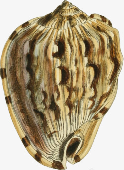 多样的手绘海螺壳11素材