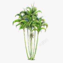 椰子树从绿色素材
