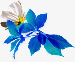 蓝色树叶白色花朵素材