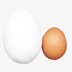 鸡蛋粘着鹅蛋素材