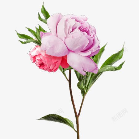 粉色美丽的花手绘png免抠素材_88icon https://88icon.com 手绘 插画 粉色 美丽的花