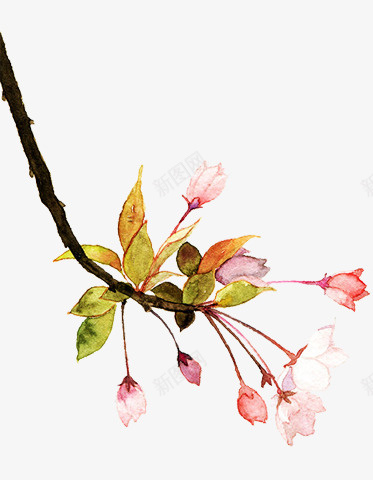 水彩花卉图案元素png免抠素材_88icon https://88icon.com 元素 图案 水彩花卉 水彩花卉图案元素