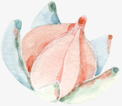 手绘水彩花卉植物素材