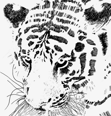 吃西瓜的老虎手绘老虎矢量图图标图标