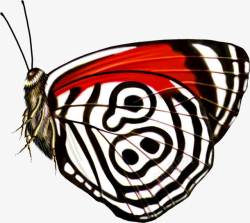 创意手绘扁平飞舞的蝴蝶素材