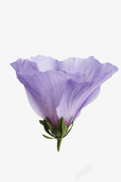 紫色木槿花卉素材