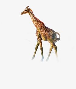 手绘长颈鹿动物素材