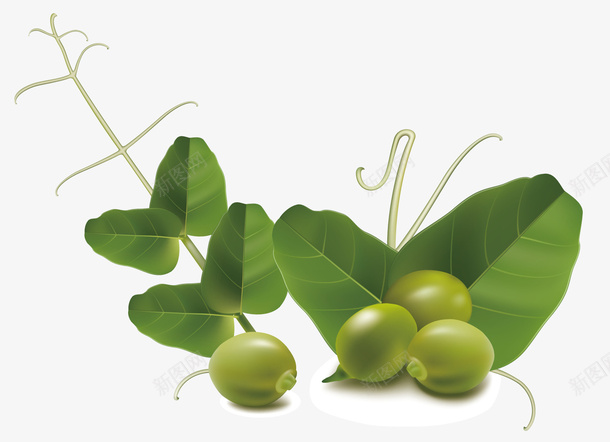 绿色的豆子矢量图ai免抠素材_88icon https://88icon.com 植物 水果蔬菜 矢量素材 绿色 芸豆 蔬菜 豆子 矢量图