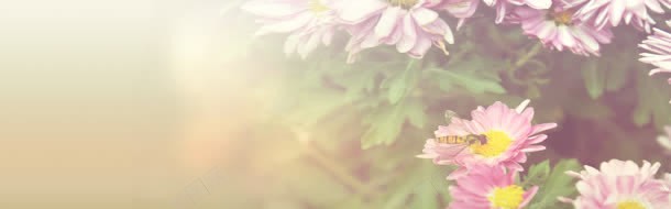 大朵花朵背景bannerjpg设计背景_88icon https://88icon.com banner 背景 花朵