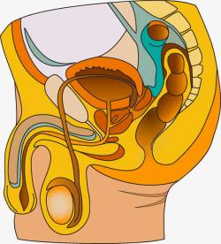 男性器官素材