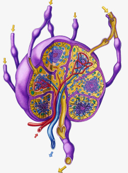 激素分泌淋巴系统高清图片