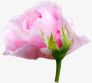 粉色可爱唯美花朵png免抠素材_88icon https://88icon.com 可爱 粉色 花朵